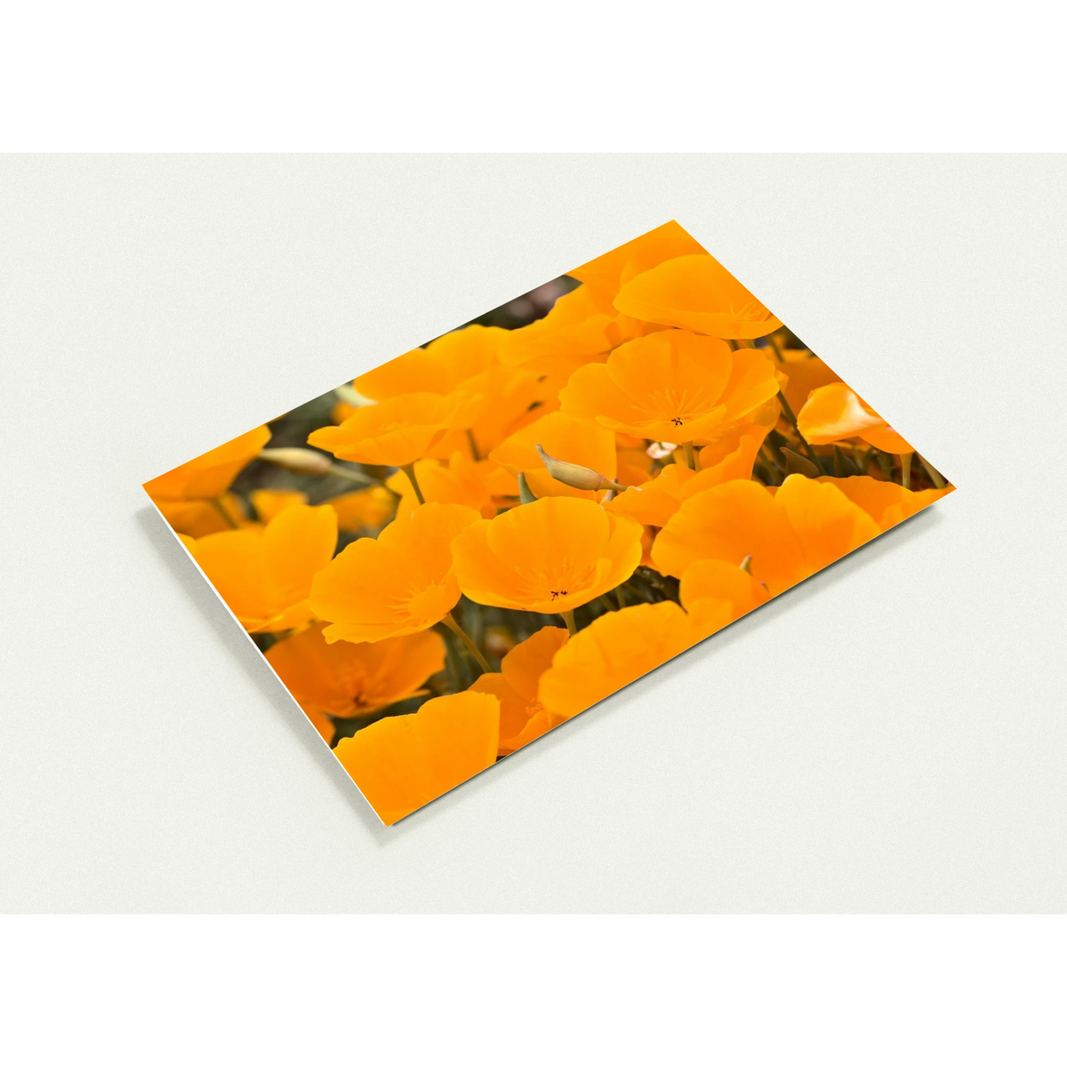 Poppies card pack: a folded 5×7 card, angled, with orange California poppies printed on the front