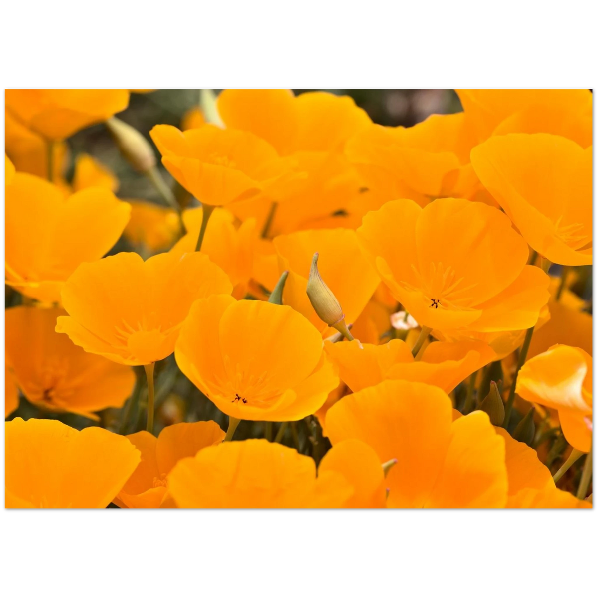 Front of the Poppies card: orange California poppies printed edge to edge